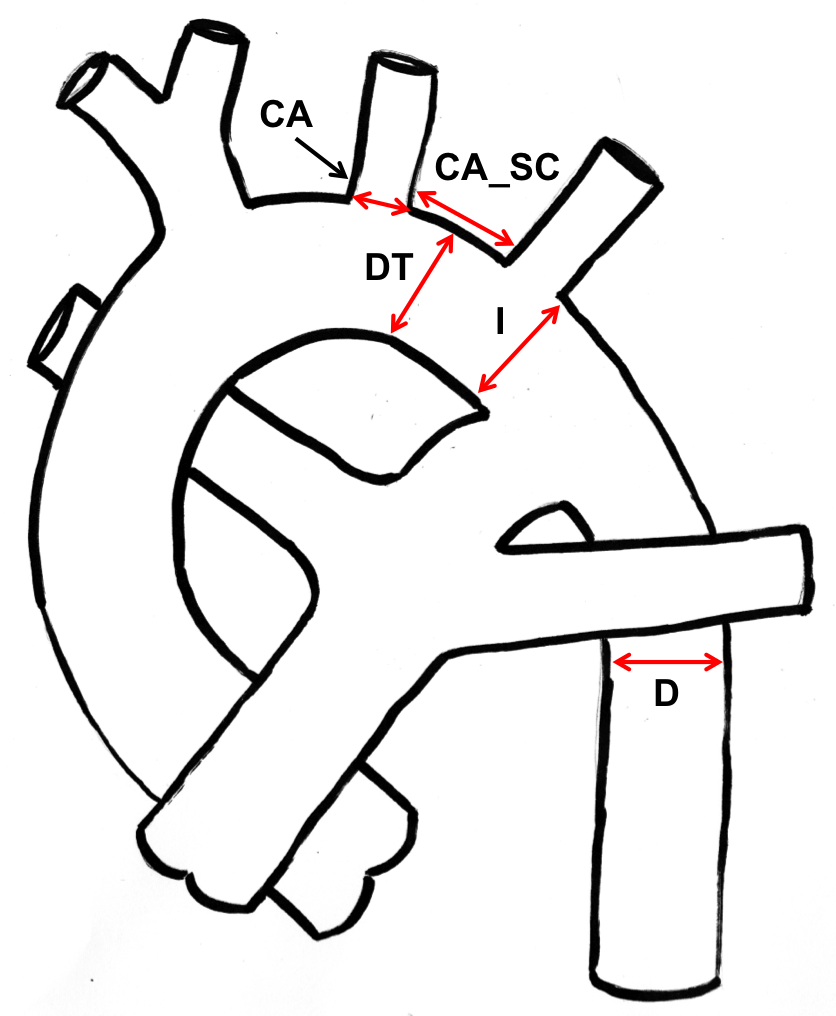 aortic arch measurement locations